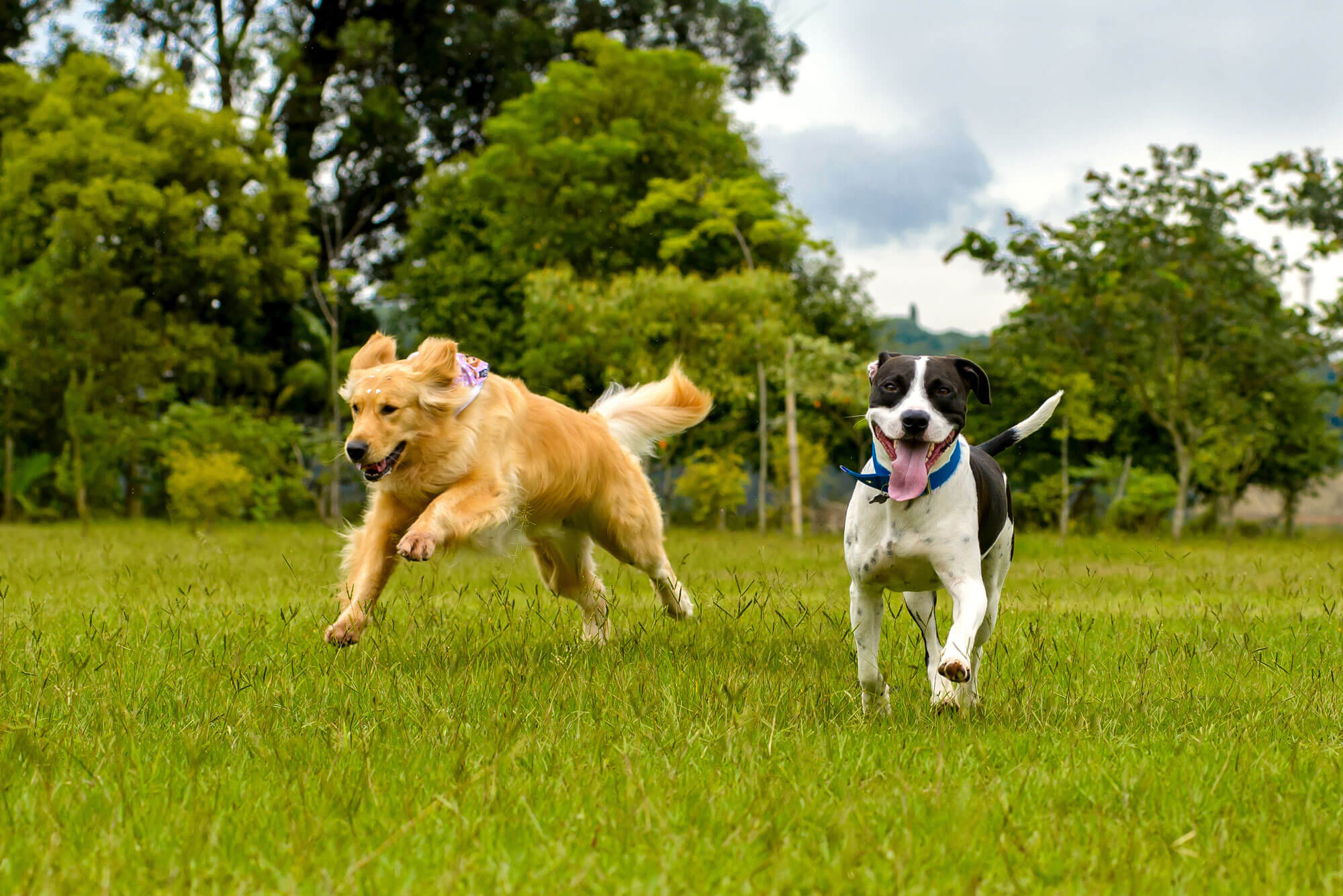 Dogs. Running. As dogs do.