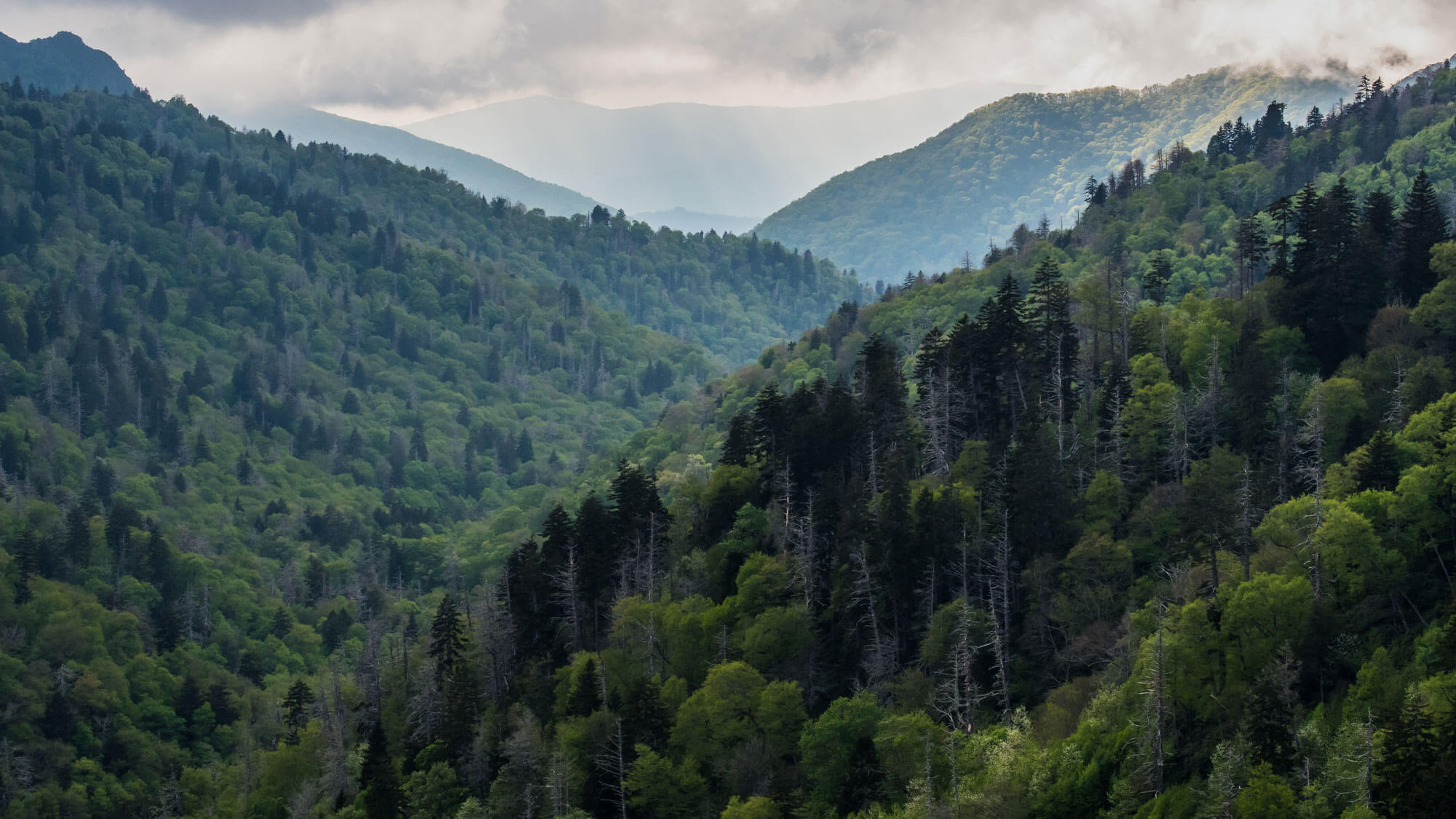 WV Forest