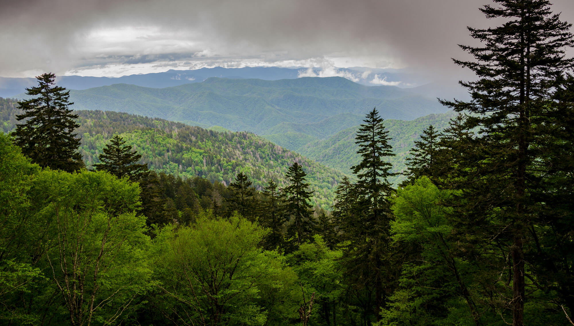 WV Forest