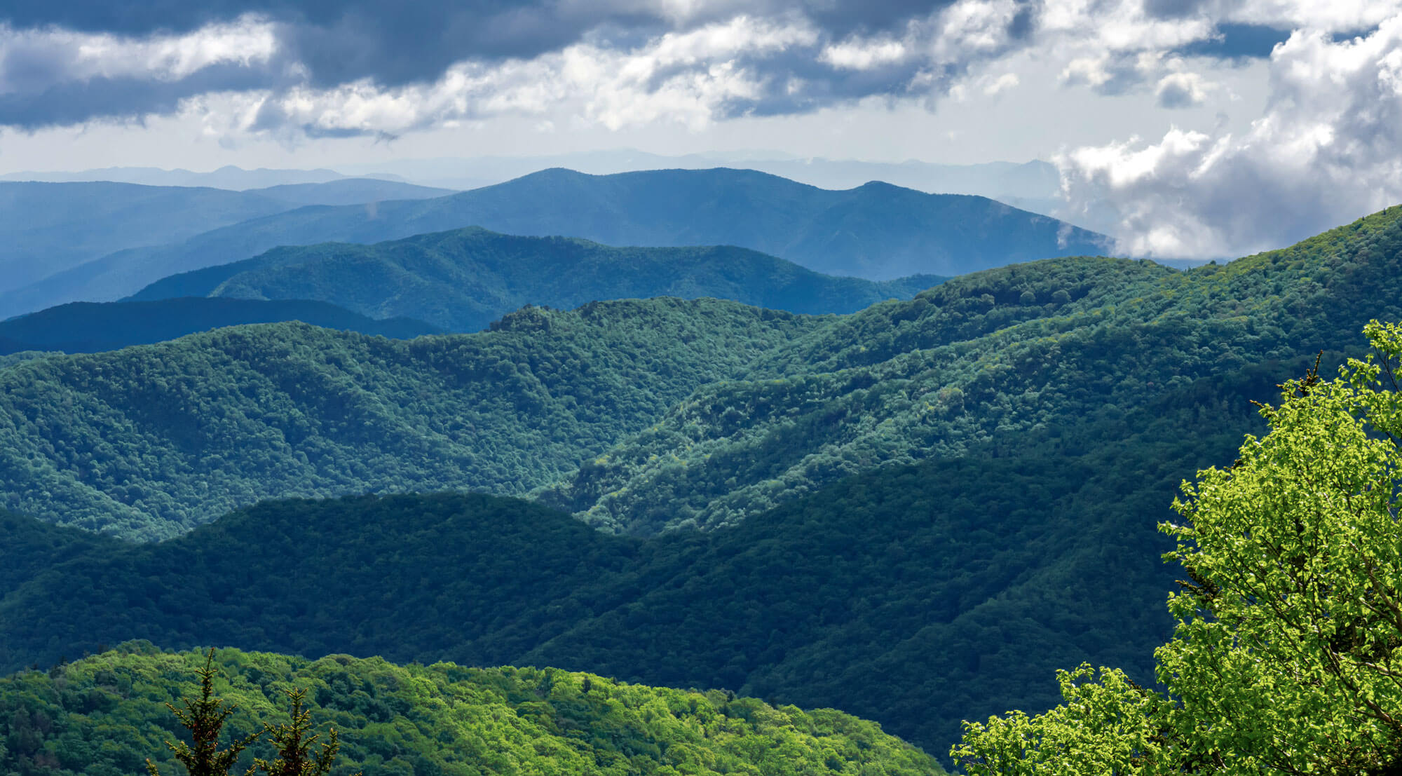 WV Forest