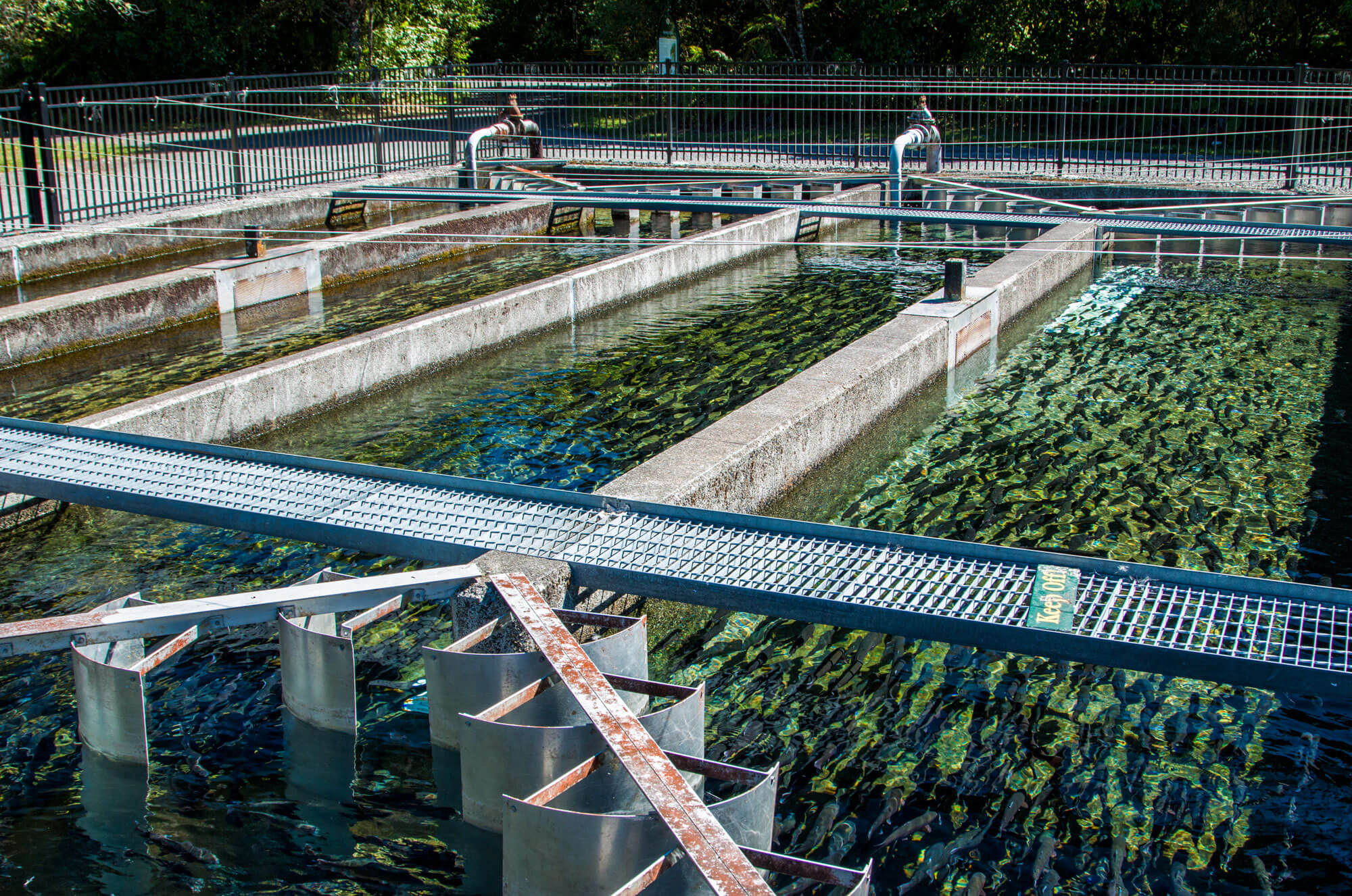 Fish Hatchery